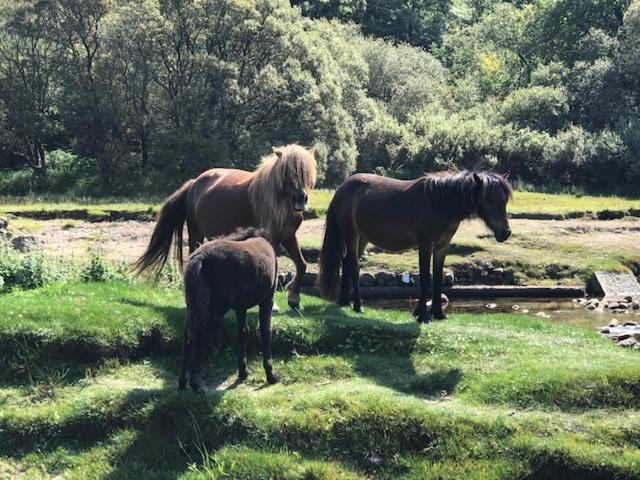 Down The Garden Path Vintage Caravan B&B , Dartmoor Newton Abbot Ngoại thất bức ảnh